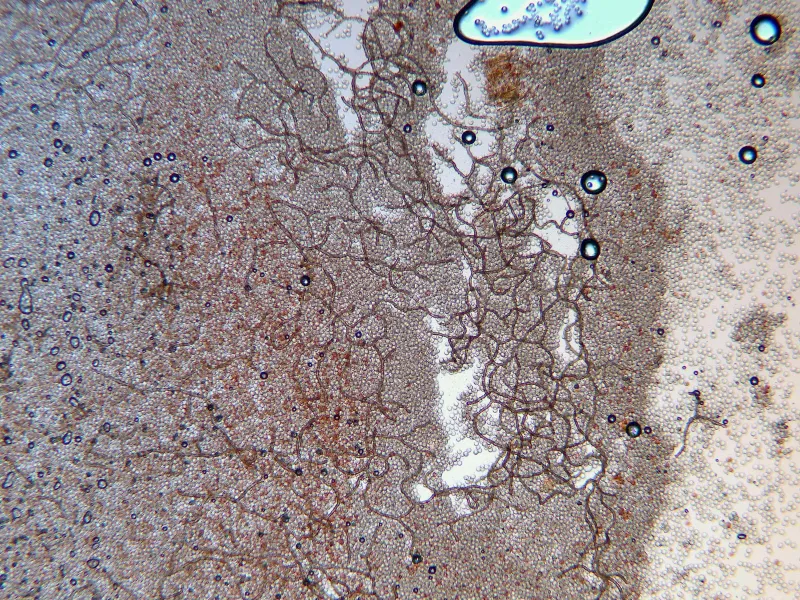 Arcyria affinis 10 - Capilicio x 100-001